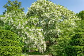 Attēlu rezultāti vaicājumam “Cladrastis kentukea leaf”
