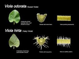 Attēlu rezultāti vaicājumam “Viola hirta leaf”