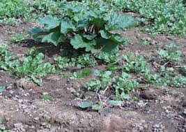 Attēlu rezultāti vaicājumam “Rheum rhabarbarum”