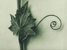 Attēlu rezultāti vaicājumam “Bryonia alba leaf”