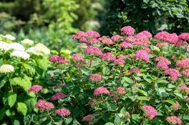 Attēlu rezultāti vaicājumam “Hydrangea arborescens”
