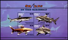 Image result for Scylliogaleus quecketti