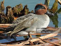 Attēlu rezultāti vaicājumam “Anas crecca”