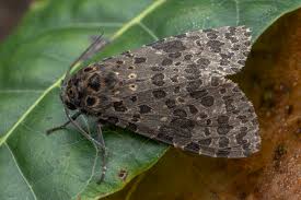 Attēlu rezultāti vaicājumam “Mniotype satura”