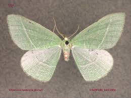 Attēlu rezultāti vaicājumam “Geometridae”