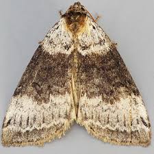 Attēlu rezultāti vaicājumam “Tetheella fluctuosa”