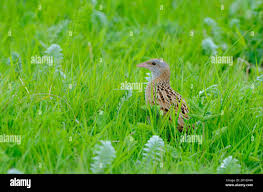Attēlu rezultāti vaicājumam “Crex crex adult”