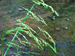 Attēlu rezultāti vaicājumam “Glyceria striata fruit”