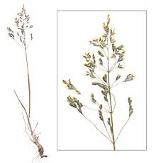 Attēlu rezultāti vaicājumam “Poa humilis”