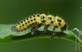 Attēlu rezultāti vaicājumam “Psyllobora vigintiduopunctata larva”