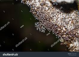 Attēlu rezultāti vaicājumam “Didymium aggregatum”