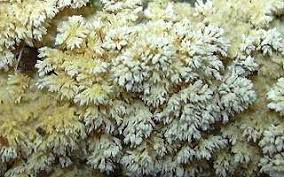 Attēlu rezultāti vaicājumam “Hyphodontia barba-jovis”