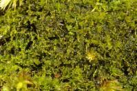 Attēlu rezultāti vaicājumam “Cephaloziella hampeana”