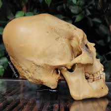 Image result for elongated skulls