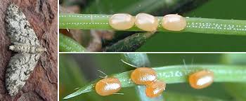 Attēlu rezultāti vaicājumam “Eupithecia tantillaria”