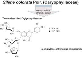 Attēlu rezultāti vaicājumam “Silene wolgensis”