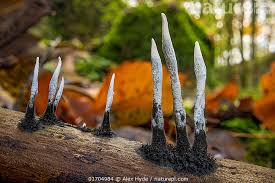 Attēlu rezultāti vaicājumam “Xylaria hypoxylon”