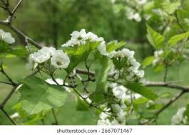 Attēlu rezultāti vaicājumam “Crataegus submollis flower”