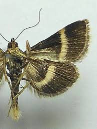 Attēlu rezultāti vaicājumam “Pyrausta cingulata”