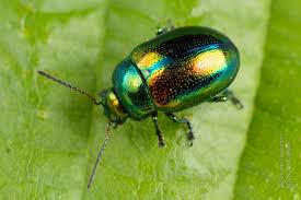 Attēlu rezultāti vaicājumam “Chrysolina fastuosa”