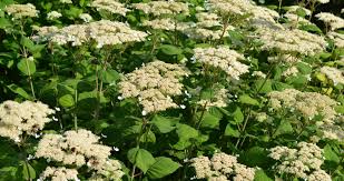 Attēlu rezultāti vaicājumam “Hydrangea arborescens subsp. discolor flower”