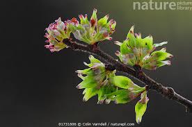 Attēlu rezultāti vaicājumam “Ulmus glabra flower”