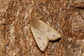 Attēlu rezultāti vaicājumam “Orthosia munda”