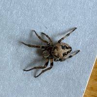 Attēlu rezultāti vaicājumam “Larinioides cornutus”