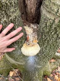 Attēlu rezultāti vaicājumam “Erinaceus sp.”