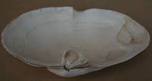 Attēlu rezultāti vaicājumam “Mya arenaria”