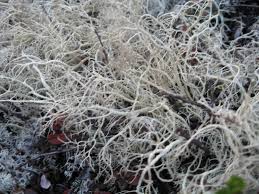 Attēlu rezultāti vaicājumam “Cladonia mitis”