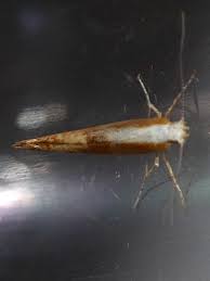 Attēlu rezultāti vaicājumam “Argyresthia albistria”