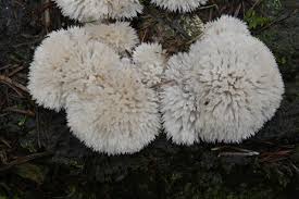 Attēlu rezultāti vaicājumam “Postia ptychogaster”