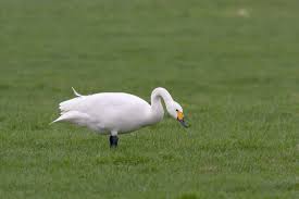 Attēlu rezultāti vaicājumam “Cygnus columbianus”