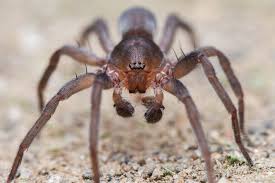 Attēlu rezultāti vaicājumam “Miturgidae”