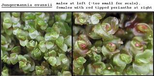 Attēlu rezultāti vaicājumam “Jungermannia leiantha”