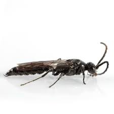 Attēlu rezultāti vaicājumam “Hedychrum sp.”