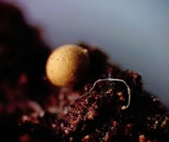 Attēlu rezultāti vaicājumam “Hemitrichia lutescens macro”