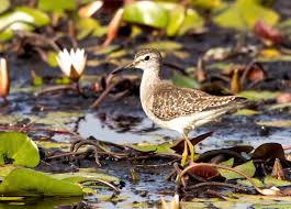 Attēlu rezultāti vaicājumam “Tringa glareola”