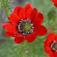 Image result for Adonis aestivalis