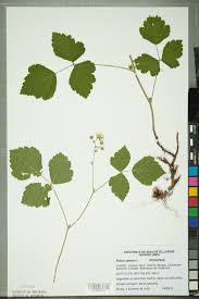 Attēlu rezultāti vaicājumam “Rubus caesius”