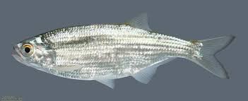 Image result for Dorosoma cepedianum