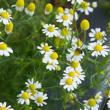 Image result for Matricaria recutita (chamomilla)