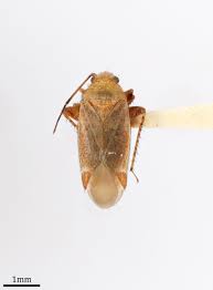 Attēlu rezultāti vaicājumam “Psallus sp.”