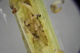 Attēlu rezultāti vaicājumam “Orthosia sp. larva”