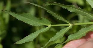 Attēlu rezultāti vaicājumam “Sium latifolium leaf”