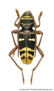 Attēlu rezultāti vaicājumam “Plagionotus detritus”