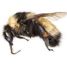 Attēlu rezultāti vaicājumam “Bombus”