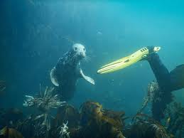 Image result for Meridian Sub-Aqua London