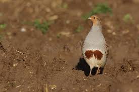 Attēlu rezultāti vaicājumam “Perdix perdix adult”